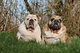BULLDOG ANGLAIS 139